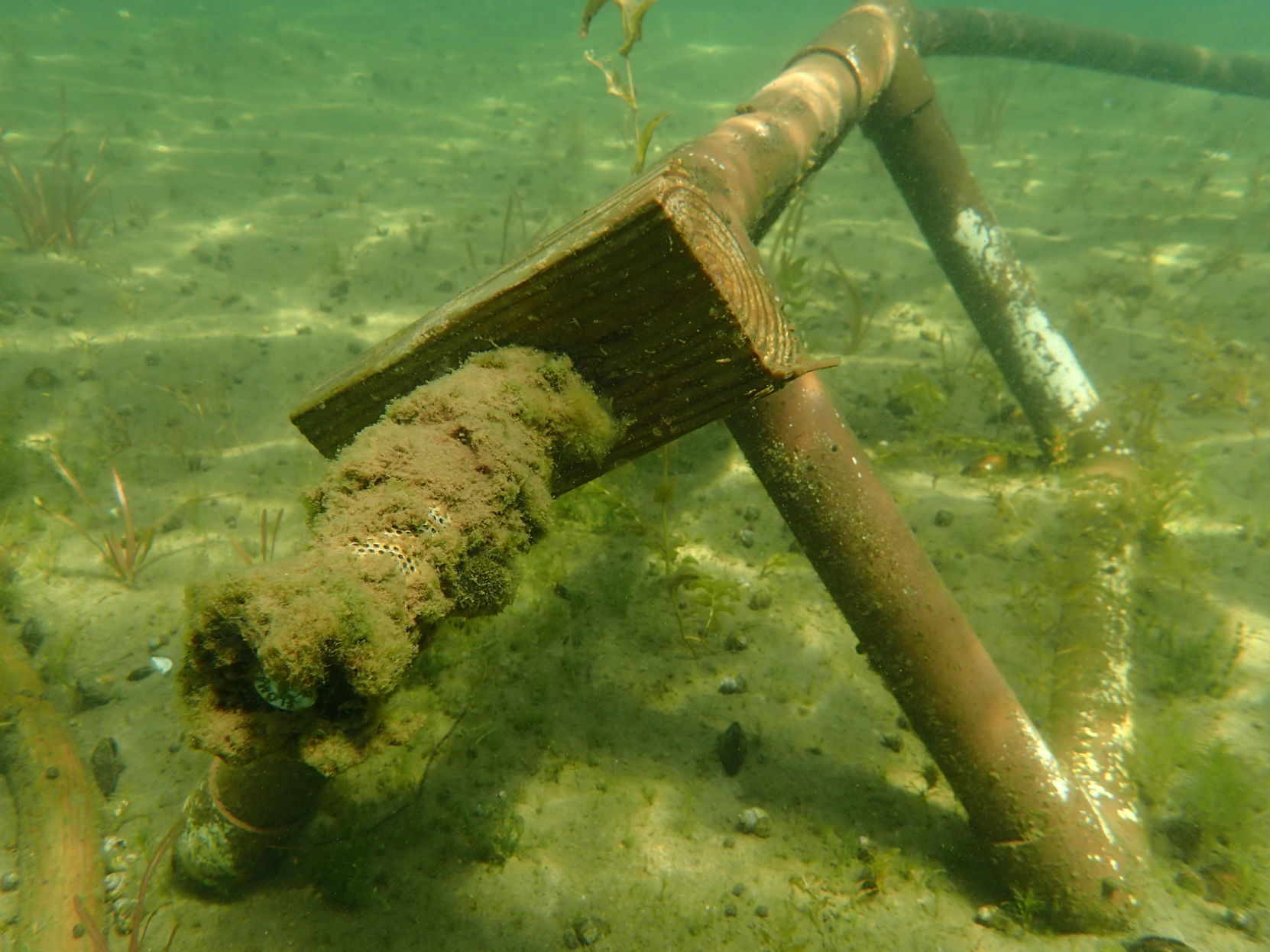 Algae on water intake pipe